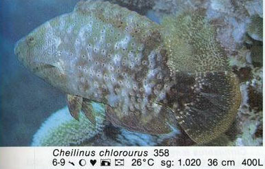 Cheilinus chlorourus